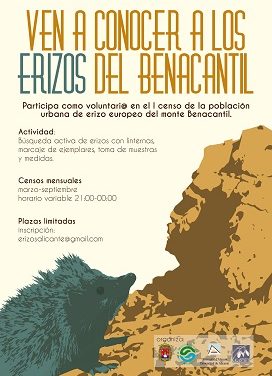 La Universidad de Alicante estudia la población de erizo europeo presente en el monte Benacantil